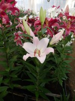 [4275 Oder Mak No01.JPG]